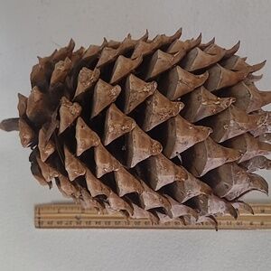 Coulter pine cone pinecone California giant